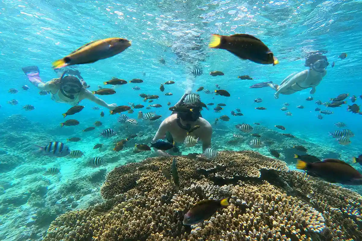 Snorkeling Pulau Harapan dalam paket wisata 2 hari 1 malam